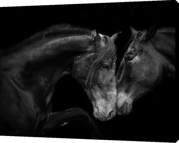 RF - Head portrait of black Andalusian mare and stallion meeting for the first time in