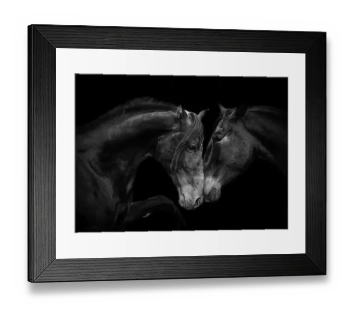 Framed Print : RF - Head portrait of black Andalusian mare and stallion meeting for the first time in Framed Print : RF - Head portrait of black Andalusian mare and stallion meeting for the first time in