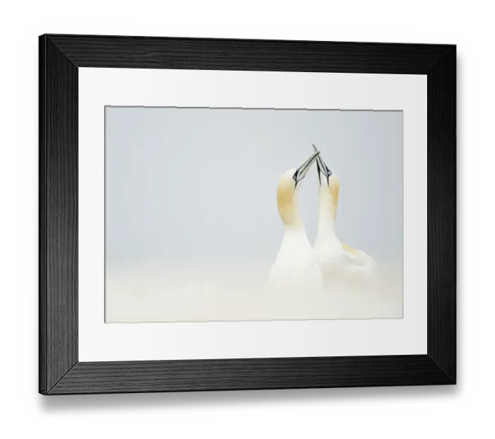 Framed Print : RF- Gannets (Morus) displaying, Great Saltee, County Wexford, Ireland. May Framed Print : RF- Gannets (Morus) displaying, Great Saltee, County Wexford, Ireland. May