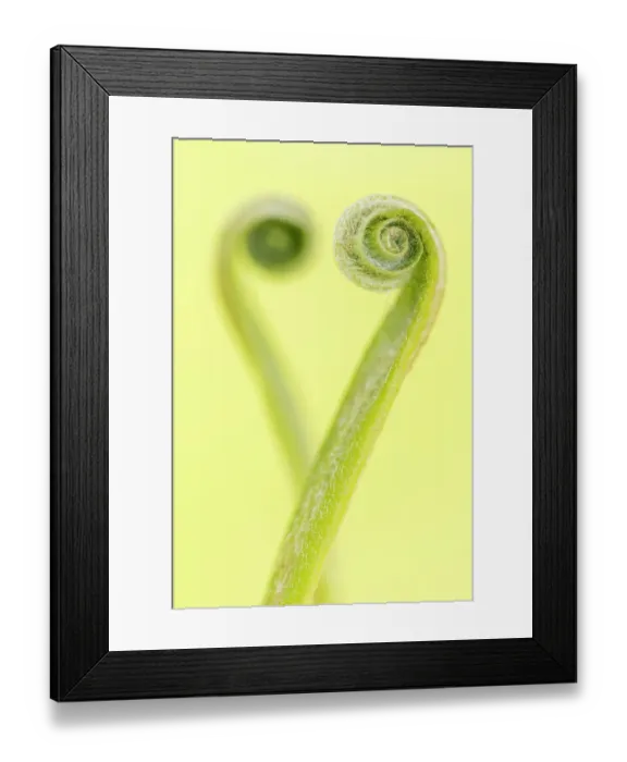 Framed Print : RF - Harts tongue fern (Phyllitis scolopendrium) leaf unfurling and creating the shape of a heart, Cornwall, UK, May Framed Print : RF - Harts tongue fern (Phyllitis scolopendrium) leaf unfurling and creating the shape of a heart, Cornwall, UK, May