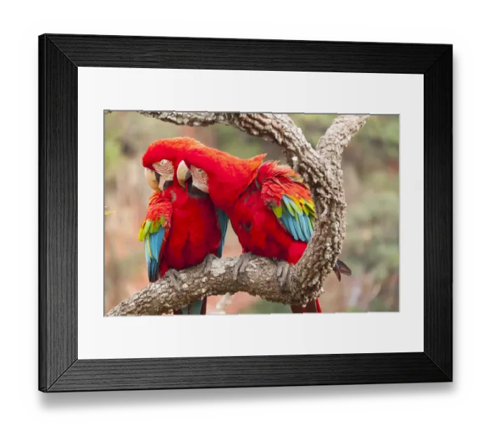 Framed Print : Green-winged macaws (Ara chloroptera) preening each other. Brazil. South America Framed Print : Green-winged macaws (Ara chloroptera) preening each other. Brazil. South America