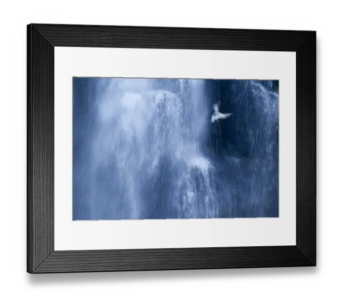 Framed Print : Northern fulmar (Fulmarus glacialis) in flight against a waterfall, Iceland, January
