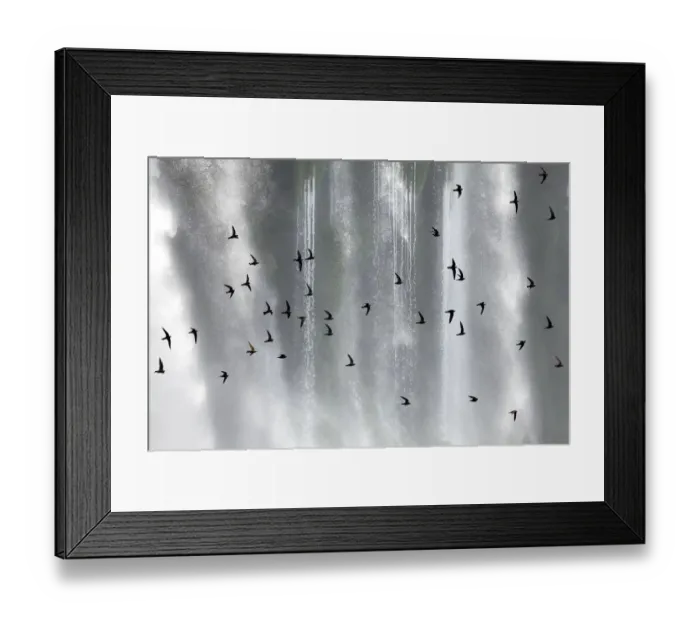 Framed Print : Great dusky swift (Cypseloides senex) flock in front of Iguazu falls, Brazil / Argentina Framed Print : Great dusky swift (Cypseloides senex) flock in front of Iguazu falls, Brazil / Argentina