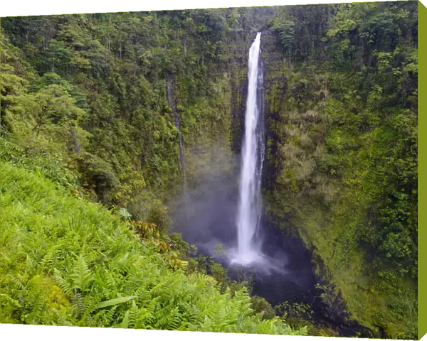 Akaka falls (422 foot) surrounded by vegetation, (much of which is non-native) Akaka