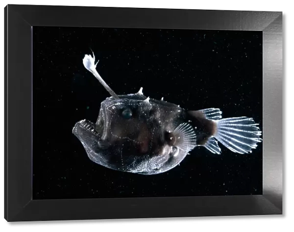 Deep sea Anglerfish {Himantolophus sp} female with lure projecting from head to attract prey