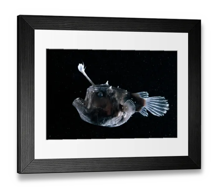 Framed Print : Deep sea Anglerfish {Himantolophus sp} female with lure projecting from head to attract prey Framed Print : Deep sea Anglerfish {Himantolophus sp} female with lure projecting from head to attract prey