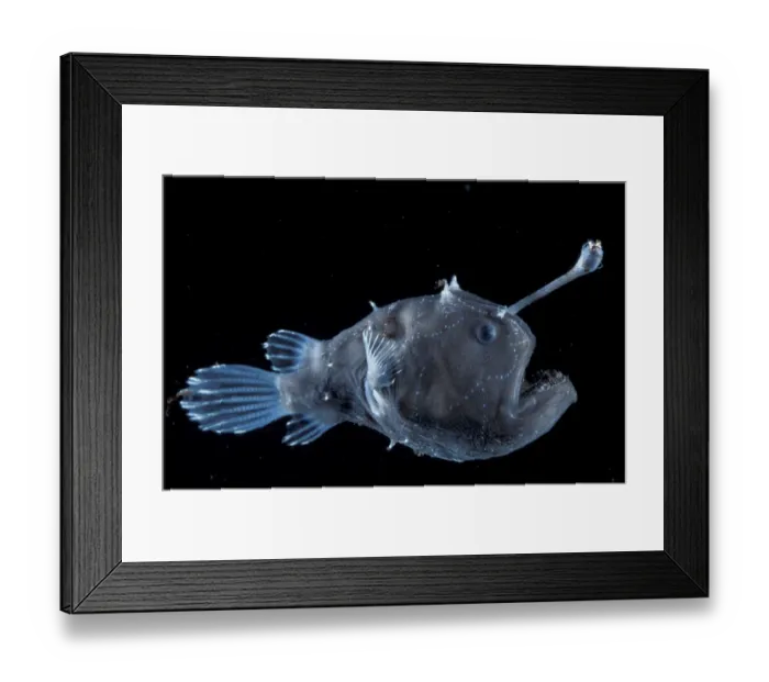 Framed Print : Deep sea Anglerfish female with lure {Himantolophus sp} Atlantic ocean Framed Print : Deep sea Anglerfish female with lure {Himantolophus sp} Atlantic ocean
