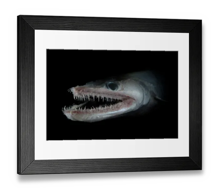Framed Print : Bathypelagic Lizard fish (Bathysaurus ferox), deep sea Atlantic ocean Framed Print : Bathypelagic Lizard fish (Bathysaurus ferox), deep sea Atlantic ocean