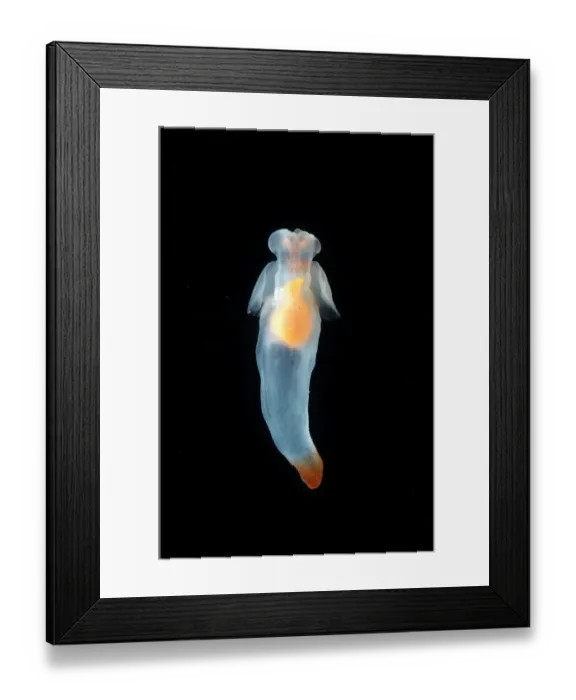 Framed Print : (Cione limacina) sea angel, a pelagic pteropod mollusc from the mid-Atlantic, deep Framed Print : (Cione limacina) sea angel, a pelagic pteropod mollusc from the mid-Atlantic, deep