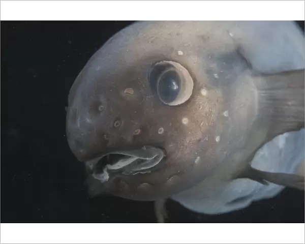Deepsea fish {Paraliparis sp. ) North East Atlantic Ocean off Cape Verde Islands depth