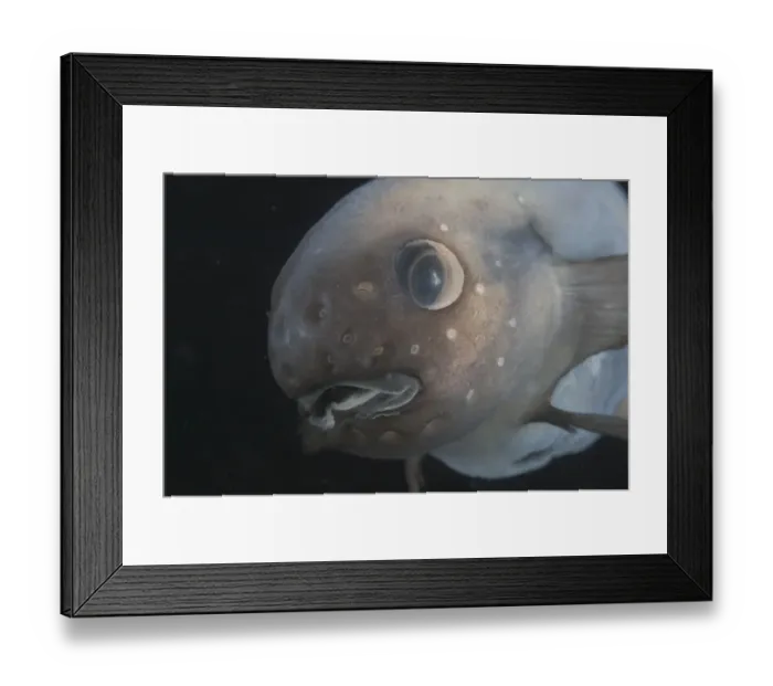 Framed Print : Deepsea fish {Paraliparis sp. ) North East Atlantic Ocean off Cape Verde Islands depth Framed Print : Deepsea fish {Paraliparis sp. ) North East Atlantic Ocean off Cape Verde Islands depth
