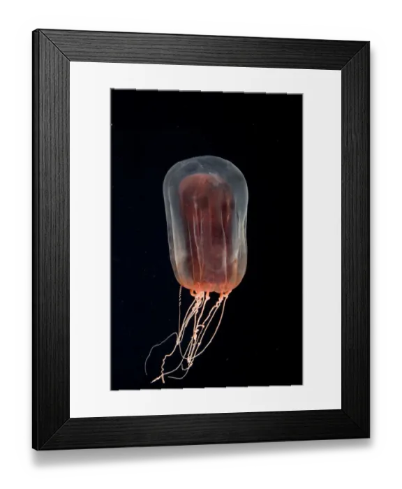 Framed Print : Deepsea Anthomedusa (Pandea rubra) Gulf of Maine, Atlantic Framed Print : Deepsea Anthomedusa (Pandea rubra) Gulf of Maine, Atlantic