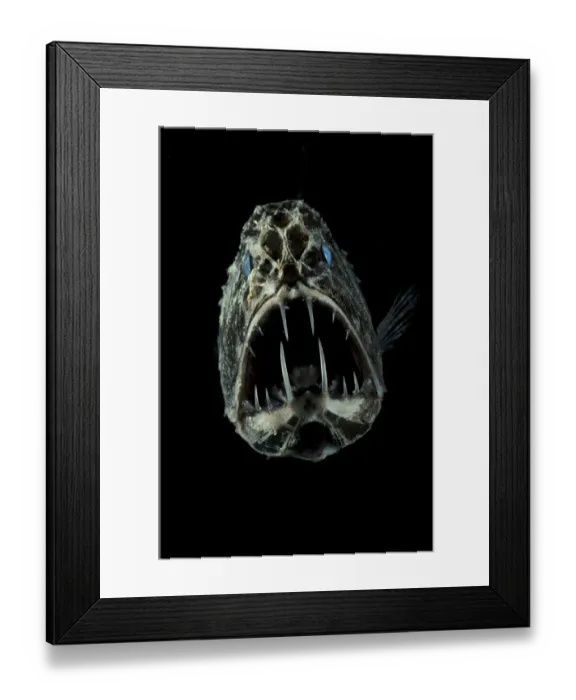 Framed Print : Portrait of Fangtooth {Anoplogaster cornuta} Atlantic Framed Print : Portrait of Fangtooth {Anoplogaster cornuta} Atlantic