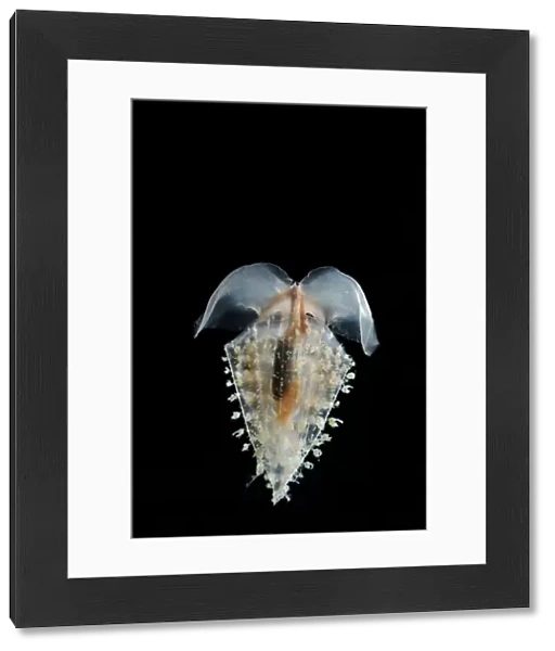 Sea butterfly {Clio recurva} (a thecosomate pteropod), Atlantic ocean