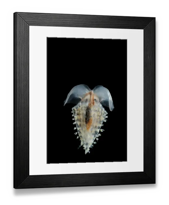 Framed Print : Sea butterfly {Clio recurva} (a thecosomate pteropod), Atlantic ocean Framed Print : Sea butterfly {Clio recurva} (a thecosomate pteropod), Atlantic ocean