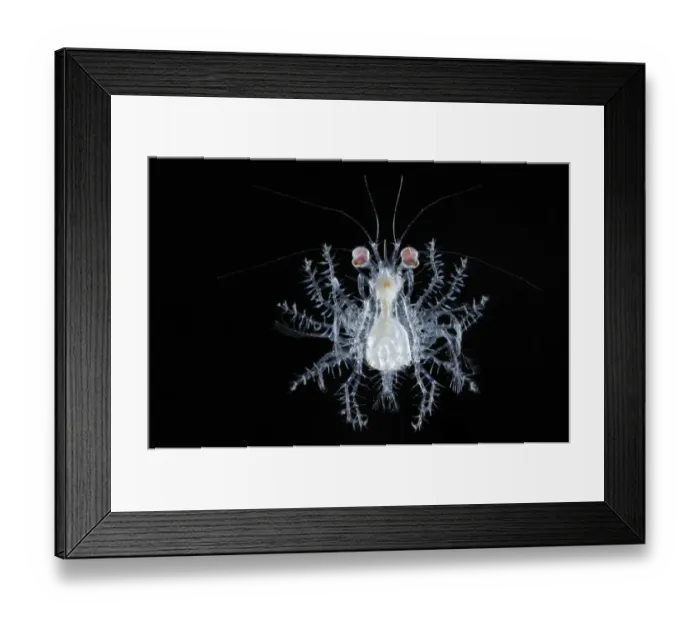 Framed Print : Deepsea planktonic megalopa stage of crab development, Atlantic ocean Framed Print : Deepsea planktonic megalopa stage of crab development, Atlantic ocean