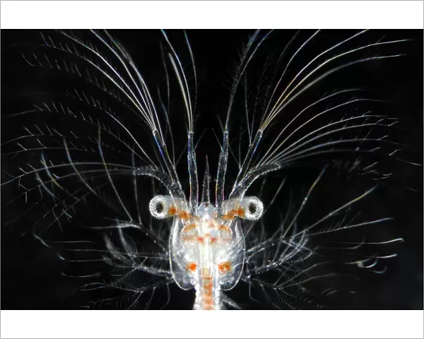 Deepsea marine larva of decapod crustacean {Sergestes sp} Atlantic ocean