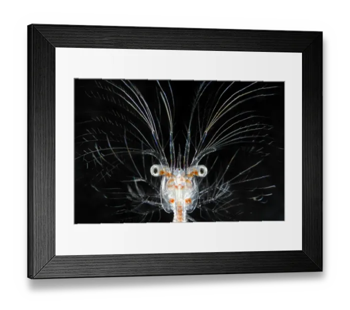Framed Print : Deepsea marine larva of decapod crustacean {Sergestes sp} Atlantic ocean Framed Print : Deepsea marine larva of decapod crustacean {Sergestes sp} Atlantic ocean