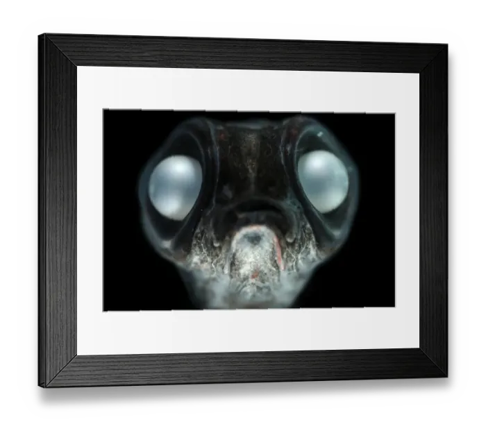 Framed Print : Deepsea smelt {Bathylagus antarcticus}, found in all the southern oceans as far south as Antarctica Framed Print : Deepsea smelt {Bathylagus antarcticus}, found in all the southern oceans as far south as Antarctica
