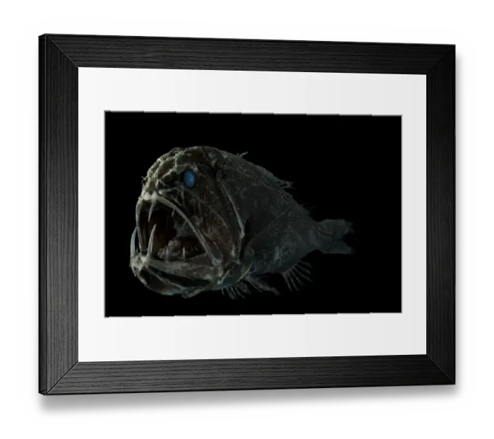Framed Print : Fang Tooth {Anoplogaster cornuta} close-up of head showing teeth, from the Mid-Atlantic Ridge Framed Print : Fang Tooth {Anoplogaster cornuta} close-up of head showing teeth, from the Mid-Atlantic Ridge