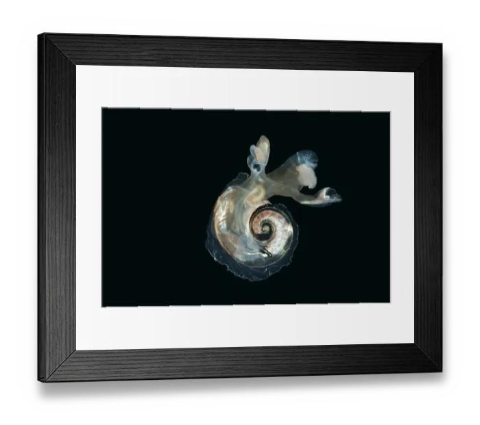 Framed Print : Heteropod mollusc (Atlanta peroni) from between 195-498m / 640-1634ft, Mid-Atlantic Ridge Framed Print : Heteropod mollusc (Atlanta peroni) from between 195-498m / 640-1634ft, Mid-Atlantic Ridge