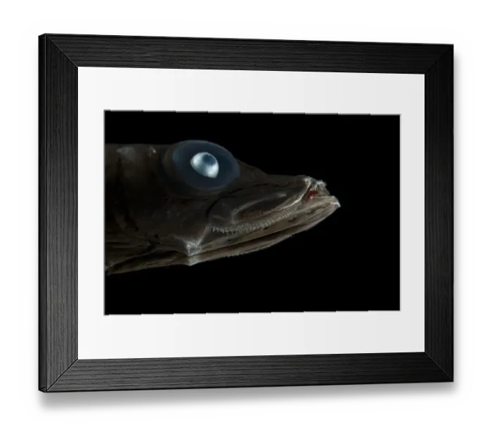 Framed Print : Bigeye smooth-head (Bajacalifornia megalops) head portrait, Mid-Atlantic Ridge, North Framed Print : Bigeye smooth-head (Bajacalifornia megalops) head portrait, Mid-Atlantic Ridge, North
