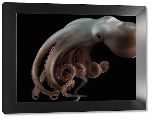 Deepsea octopus (Benthoctopus johnsoniana) Mid-Atlantic Ridge, North Atlantic Ocean