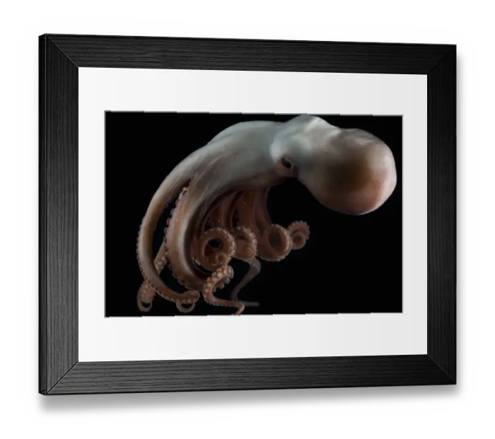 Framed Print : Deepsea octopus (Benthoctopus johnsoniana) Mid-Atlantic Ridge, North Atlantic Ocean Framed Print : Deepsea octopus (Benthoctopus johnsoniana) Mid-Atlantic Ridge, North Atlantic Ocean