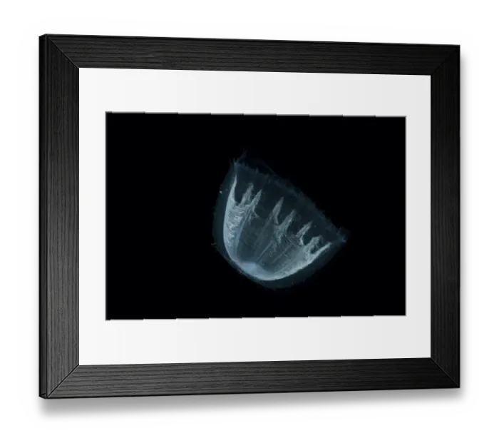 Framed Print : Deepsea Medusa jellyfish (Colobonema sp), Mid-Atlantic Ridge, North Atlantic Ocean