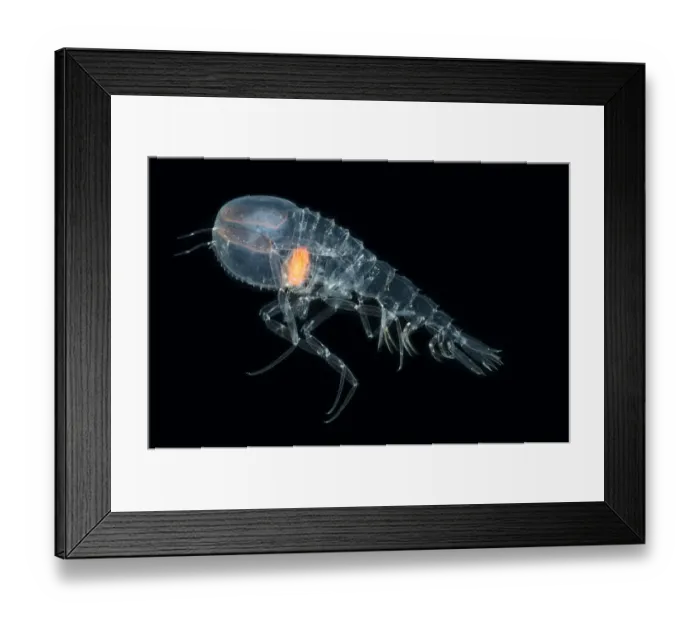 Framed Print : Deepsea Amphipod {Cystisoma sp} from between 530-750m, Mid-Atlantic Ridge, North