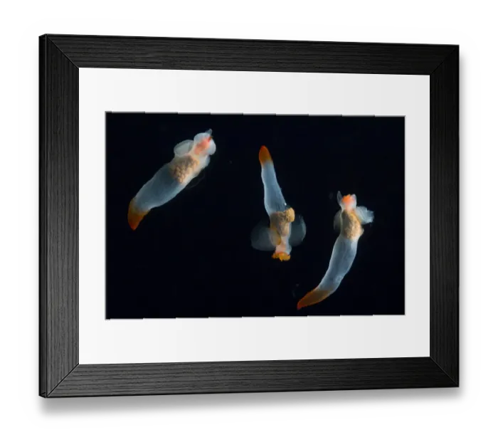 Framed Print : Midwater pteropod molluscs / Sea butterflies (Clione limacina) Mid-Atlantic Ridge Framed Print : Midwater pteropod molluscs / Sea butterflies (Clione limacina) Mid-Atlantic Ridge