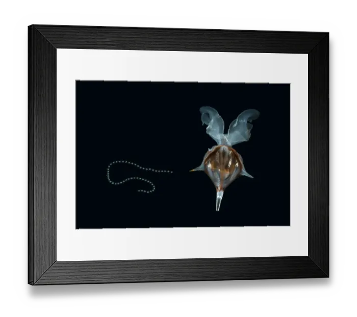 Framed Print : Shelled Pteropod / Sea butterfly {Diacria trispinosa} with egg string attached, from between 188 Framed Print : Shelled Pteropod / Sea butterfly {Diacria trispinosa} with egg string attached, from between 188