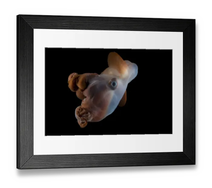 Framed Print : Octopod {Grimpoteuthis discoveryi} Mid-Atlantic Ridge, North Atlantic Ocean