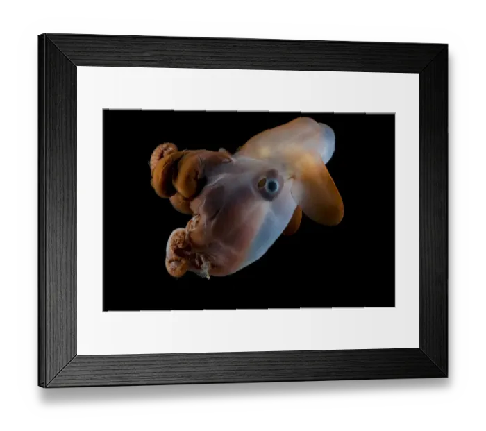 Framed Print : Octopod {Grimpoteuthis discoveryi} Mid-Atlantic Ridge, North Atlantic Ocean Framed Print : Octopod {Grimpoteuthis discoveryi} Mid-Atlantic Ridge, North Atlantic Ocean