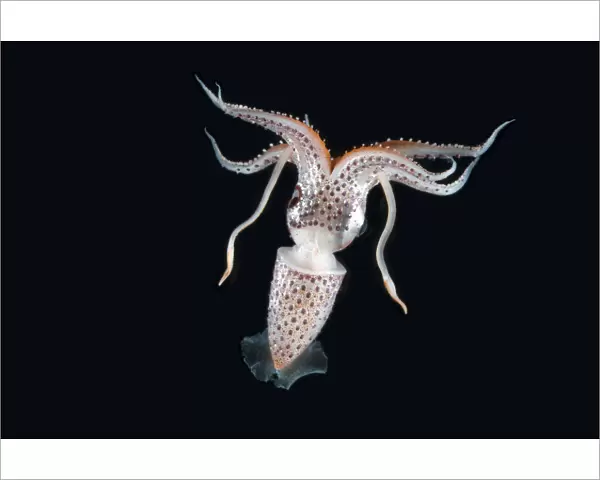 Deepsea squid (Histioteuthis sp) from between 188m  /  617ft and 507m  /  1, 663ft depth, night
