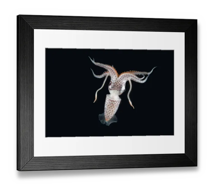 Framed Print : Deepsea squid (Histioteuthis sp) from between 188m / 617ft and 507m / 1, 663ft depth, night Framed Print : Deepsea squid (Histioteuthis sp) from between 188m / 617ft and 507m / 1, 663ft depth, night