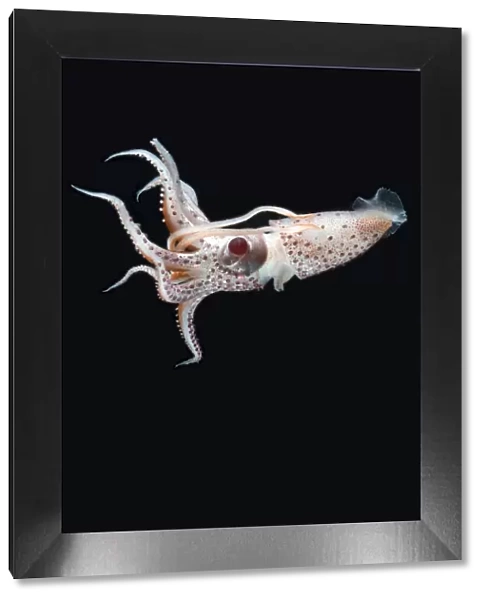 Deepsea squid (Histioteuthis sp) swimming, from between 188m  /  617ft and 507m  /  1, 663ft depth