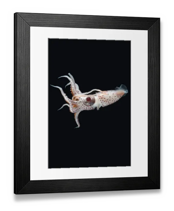 Framed Print : Deepsea squid (Histioteuthis sp) swimming, from between 188m / 617ft and 507m / 1, 663ft depth Framed Print : Deepsea squid (Histioteuthis sp) swimming, from between 188m / 617ft and 507m / 1, 663ft depth