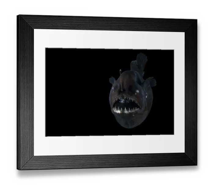 Framed Print : Angler fish (Melanocetus murrayi) Mid-Atlantic Ridge, North Atlantic Ocean Framed Print : Angler fish (Melanocetus murrayi) Mid-Atlantic Ridge, North Atlantic Ocean