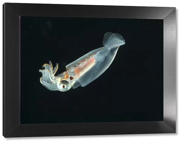 Deepsea squid from midwater catch 195-498m, Mid-Atlantic Ridge, North Atlantic Ocean