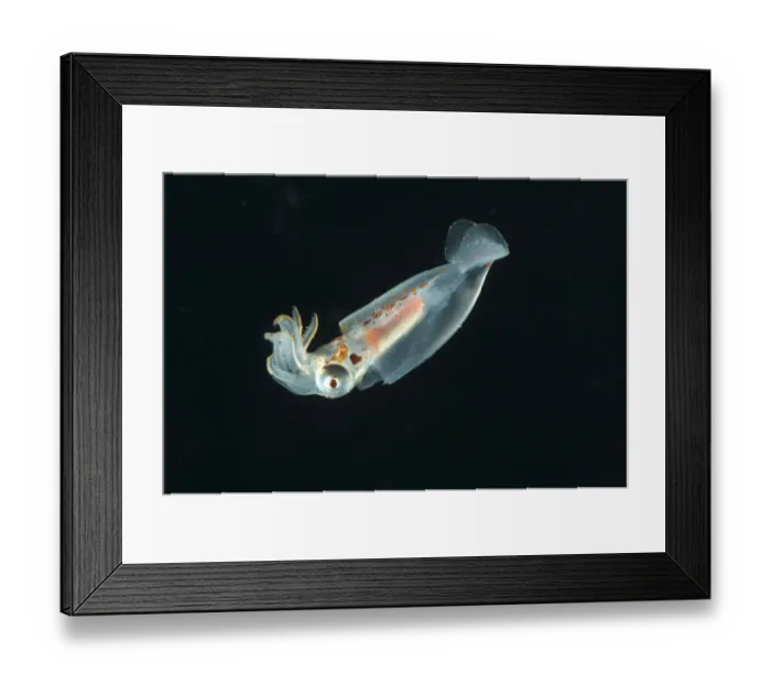 Framed Print : Deepsea squid from midwater catch 195-498m, Mid-Atlantic Ridge, North Atlantic Ocean Framed Print : Deepsea squid from midwater catch 195-498m, Mid-Atlantic Ridge, North Atlantic Ocean