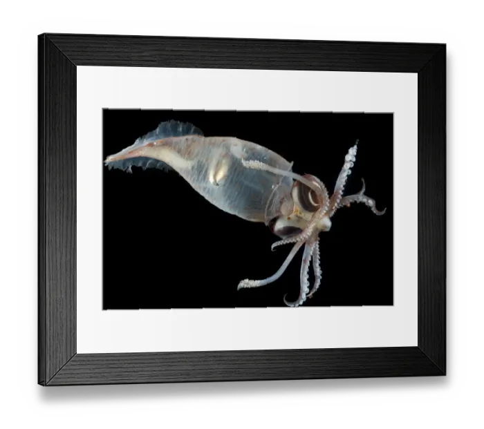 Framed Print : Glass squid {Teuthowenia megalops}, Mid-Atlantic Ridge, North Atlantic Ocean Framed Print : Glass squid {Teuthowenia megalops}, Mid-Atlantic Ridge, North Atlantic Ocean