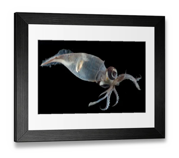 Framed Print : Glass squid {Teuthowenia megalops}, Mid-Atlantic Ridge, North Atlantic Ocean Framed Print : Glass squid {Teuthowenia megalops}, Mid-Atlantic Ridge, North Atlantic Ocean