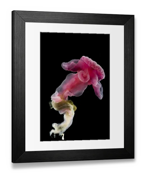 Framed Print : Enteropneust worm / Acorn worm (Yoda purpurata) from the North Atlantic Ocean, southern Framed Print : Enteropneust worm / Acorn worm (Yoda purpurata) from the North Atlantic Ocean, southern