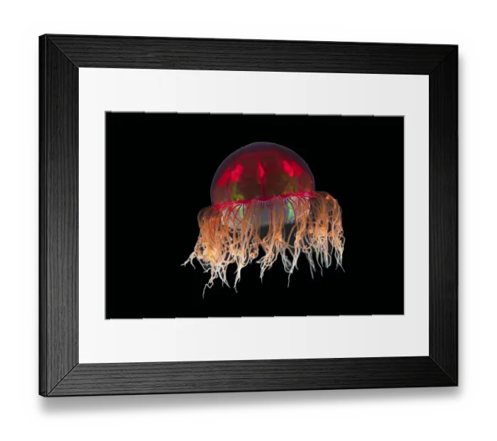 Framed Print : Hydromedusa / Trachymedusa (Crossota sp) from approx 2700m, mid Atlantic ridge, June 2010 Framed Print : Hydromedusa / Trachymedusa (Crossota sp) from approx 2700m, mid Atlantic ridge, June 2010