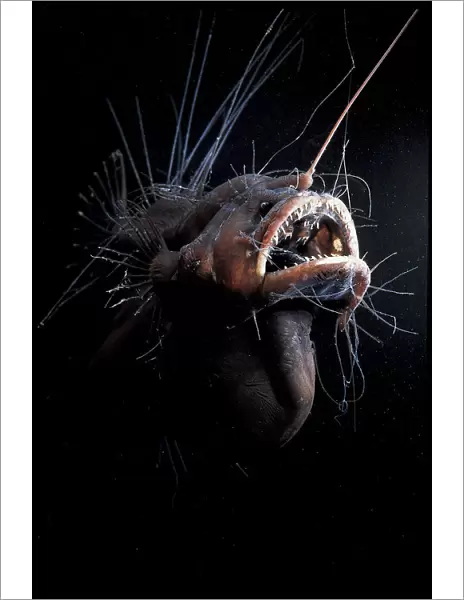 Female Anglerfish fanfin seadevil (Caulophryne jordani) - Deep sea species from Atlantic Ocean