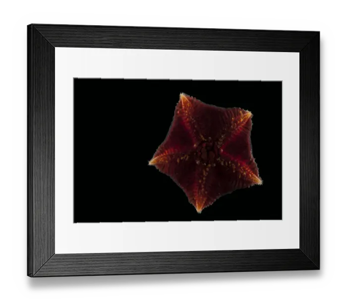 Framed Print : Ventral view of deepsea benthic Asteroid / Seastar (Hymenaster sp) from mid atlantic ridge Framed Print : Ventral view of deepsea benthic Asteroid / Seastar (Hymenaster sp) from mid atlantic ridge