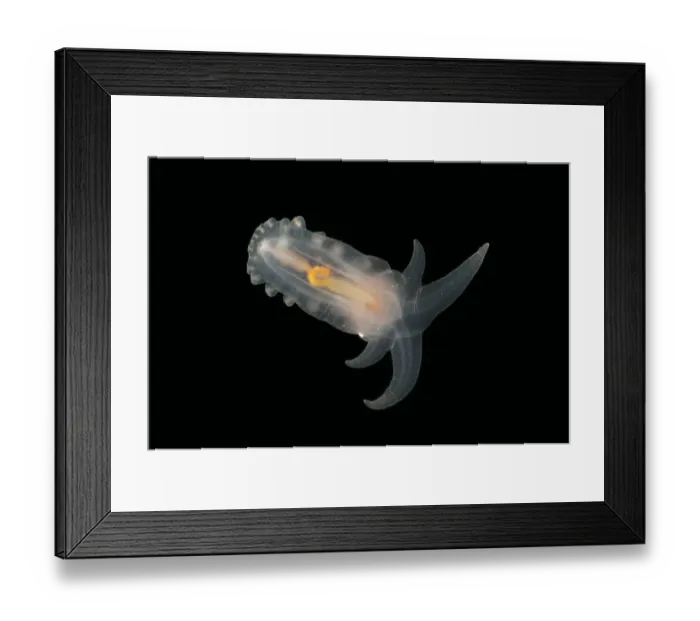Framed Print : Deepsea benthic Sea cucumber (Peniagone porcella) from mid atlantic ridge, depth approx 2500m Framed Print : Deepsea benthic Sea cucumber (Peniagone porcella) from mid atlantic ridge, depth approx 2500m