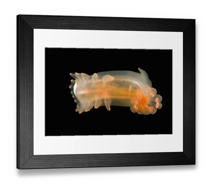 Framed Print : Deepsea benthic Sea cucumber (Peniagone sp) with commensal polynoid polychaete