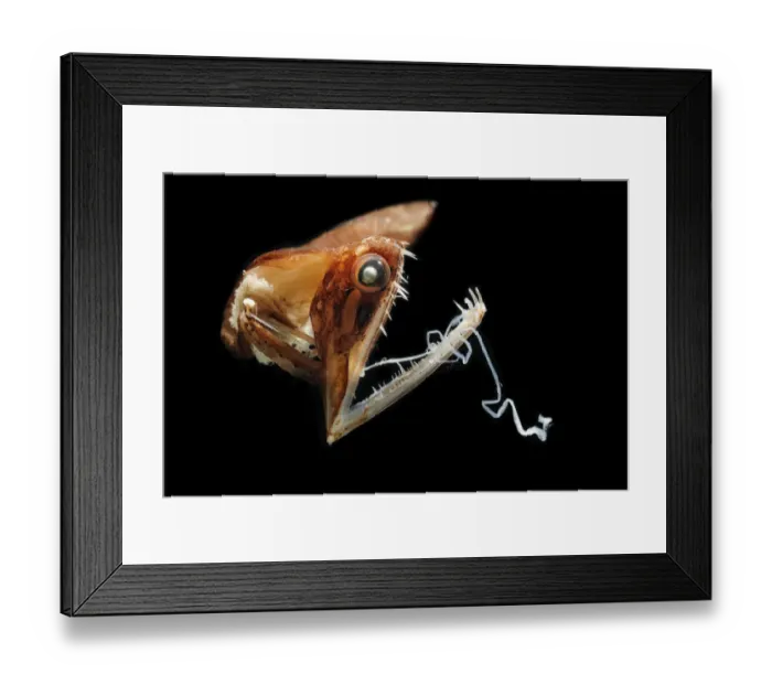 Framed Print : Black Dragonfish (Malacosteus niger) Framed Print : Black Dragonfish (Malacosteus niger)